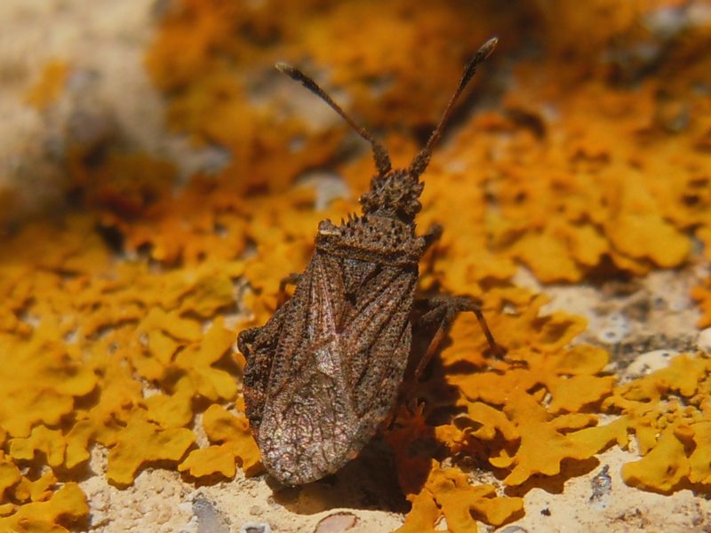 Coreidae: Arenocoris waltlii della Gallura